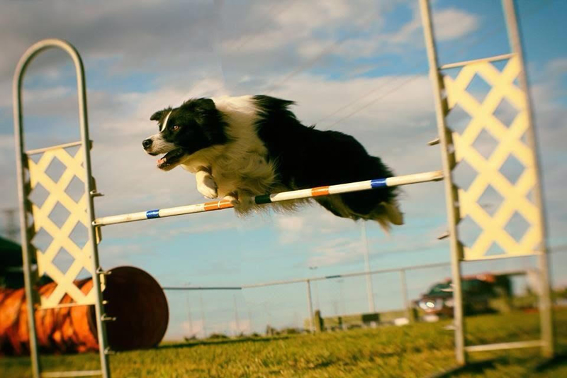 Dog Agility The Ultimate of Dog Sports Australian Dog Lover