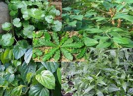Tanaman obat gatal tradisional pada kulit