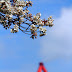 桜と煙突～一の宮公園～