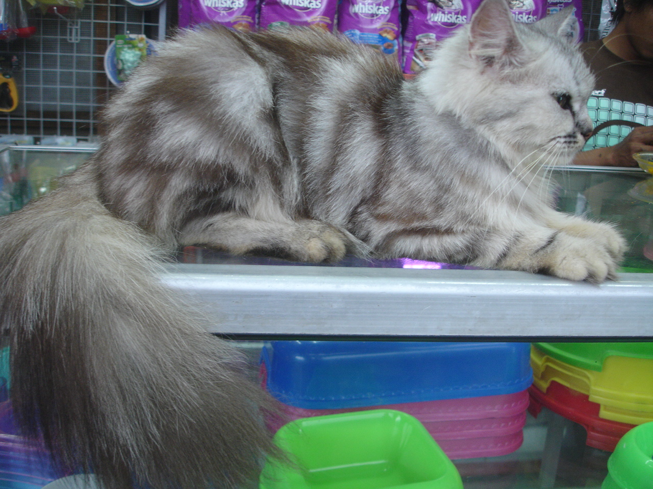 Jual Kucing Siam Surabaya / kucing: Harga Kucing Anggora Kecil Di
