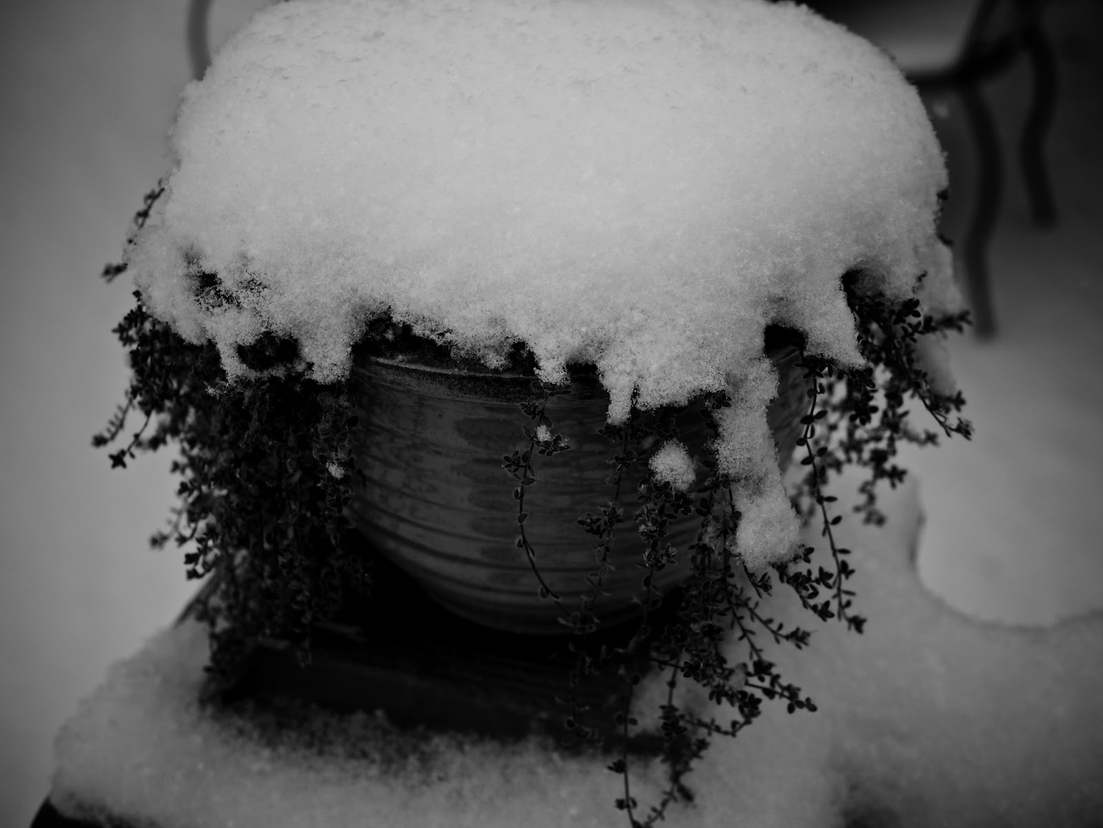 jenniferannelowry: Christmas, Rochester, NY 2013