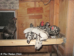 chicken coop chickens roost boxes nest training chick egg inside night roosting laying range nests hens eggs many encouragement chasing