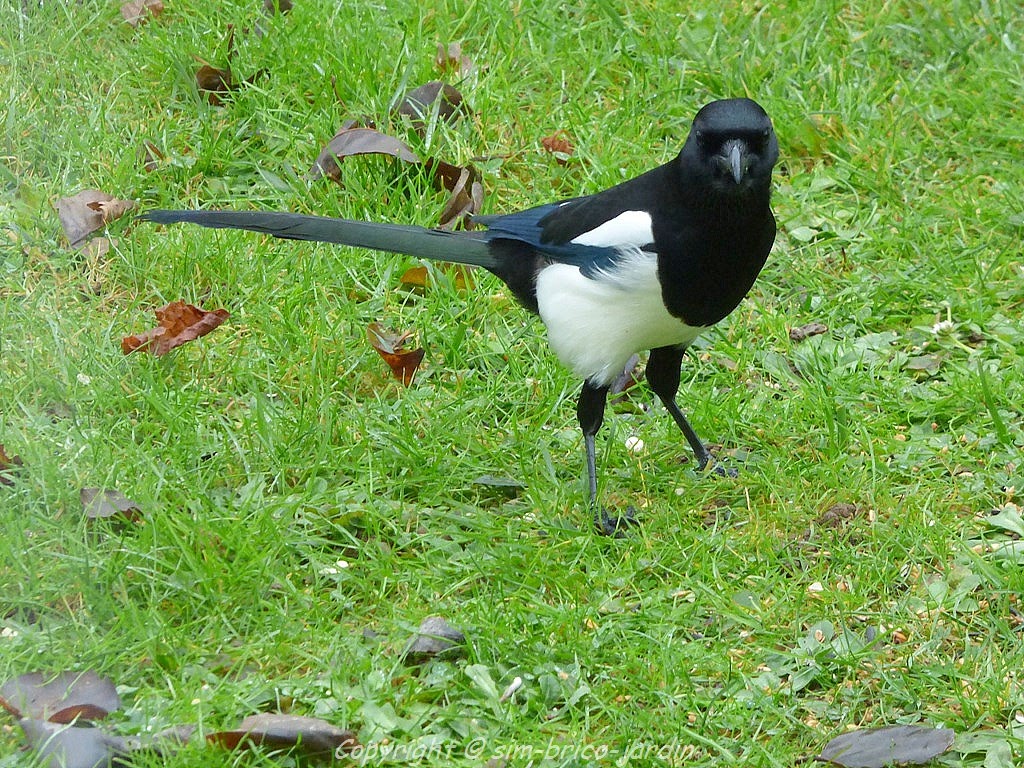 simbricojardin Et .. la Pie.