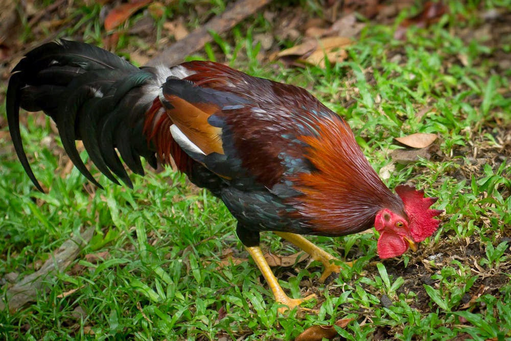 Gallos Y Galleros 2014