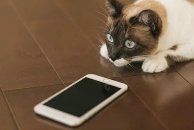 猫が携帯を見ている
