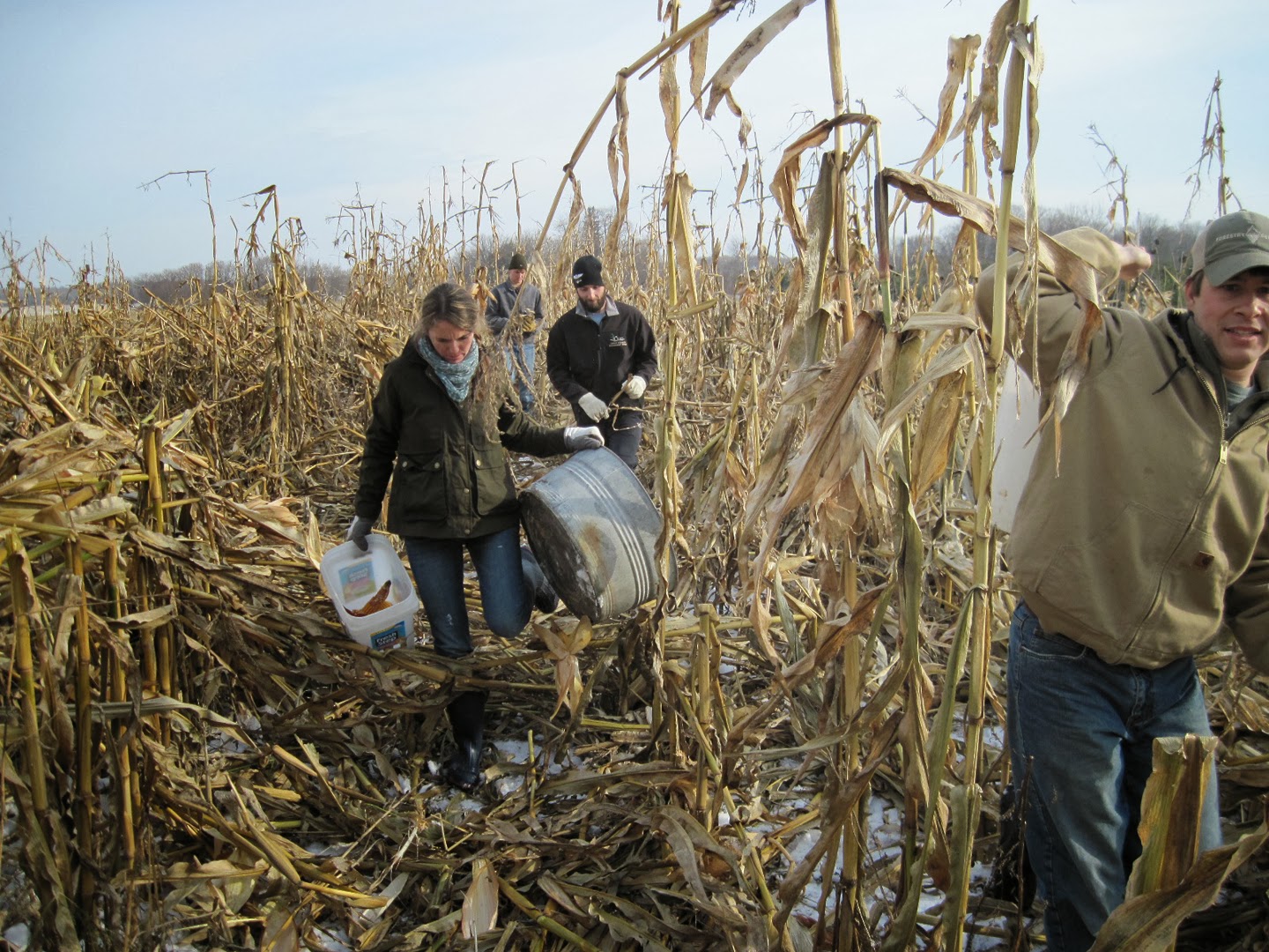 glory-acres-corn-harvest