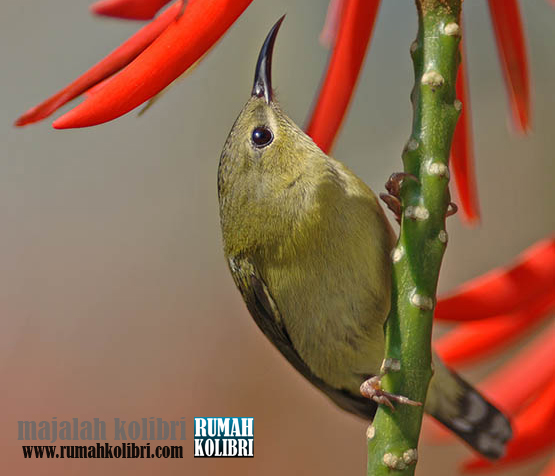 4000+ Gambar Burung Sepah Raja HD 4000+ Gambar Burung Sepah Raja HD