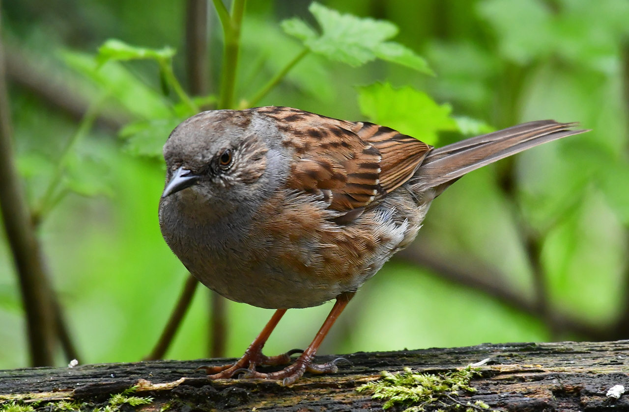 Jozef van der Heijden Natuurfotografie Tuinvogels in het voorjaar