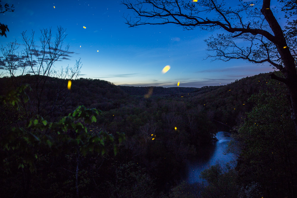 Piks of the Day, and Stuff! The unexpected Fireflies (or LIghtning Bugs in these parts)!