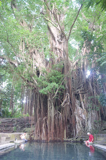 Siquijor balete tree