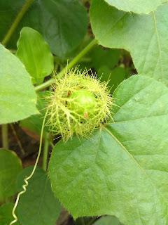 Buah pohon rambutan cina yang masih hijau Buah pohon rambutan cina yang masih hijau