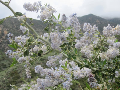 Mountain lilac