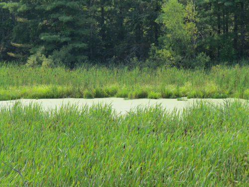 pond