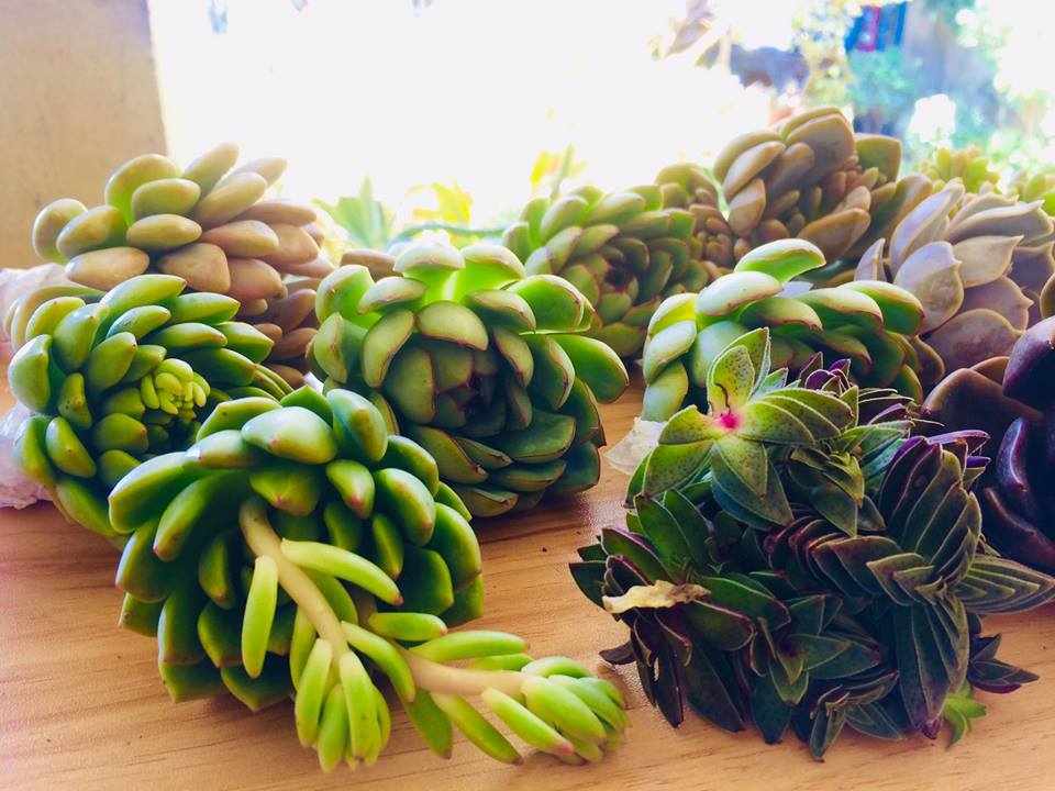 Succulents Cebu and Cactus Collection Cassiel's Succulent World Fine