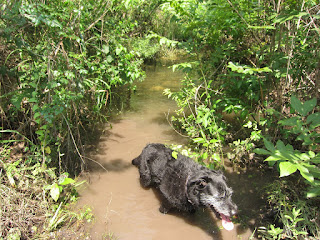 BeeGee just finished paddling across this creek