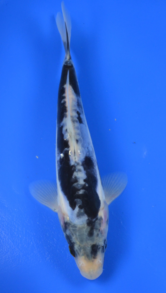 Koi To The World Kumonryu Koi