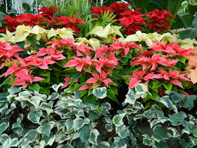 Allan Gardens Conservatory 2015 Christmas Flower Show layers red pink white poinsettias by garden muses-not another Toronto gardening blog