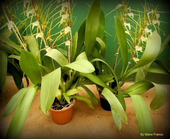 Meu Cantinho Verde: ORQUÍDEA BRASSIA, ORQUÍDEA ARANHA - ( Brassia verrucosa  Lindley )