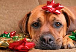 There are many other great gift ideas for your pets