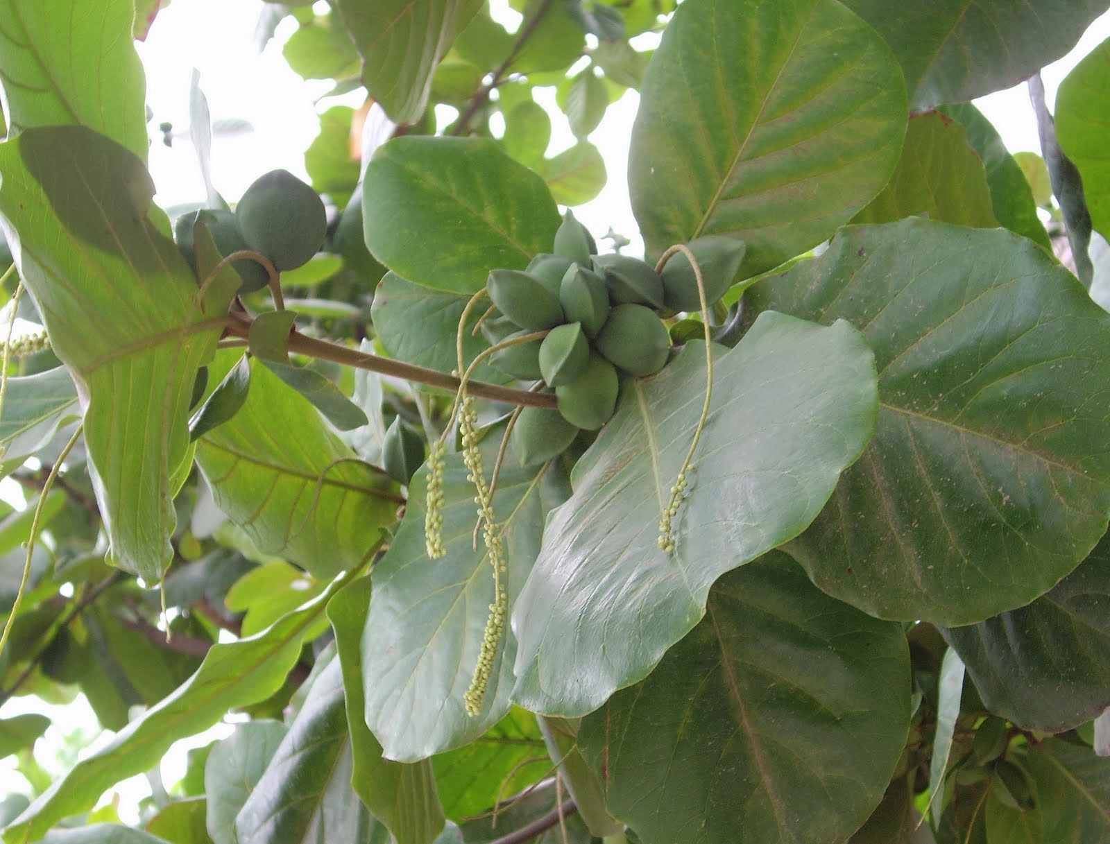almendras pulverizadas y diabetes