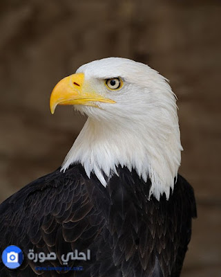 صور نسر صور نسر