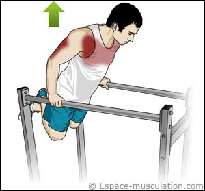 Dips muscles concernés Dips muscles concernés