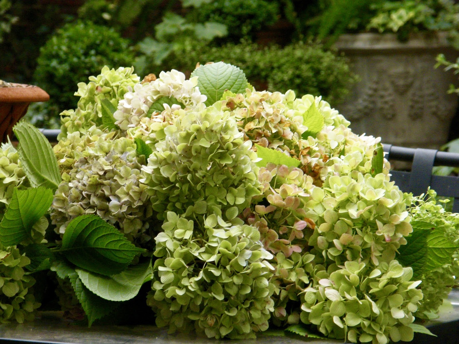 P O T A G E R How and When To Cut and Dry Hydrangeas To Bring Indoors
