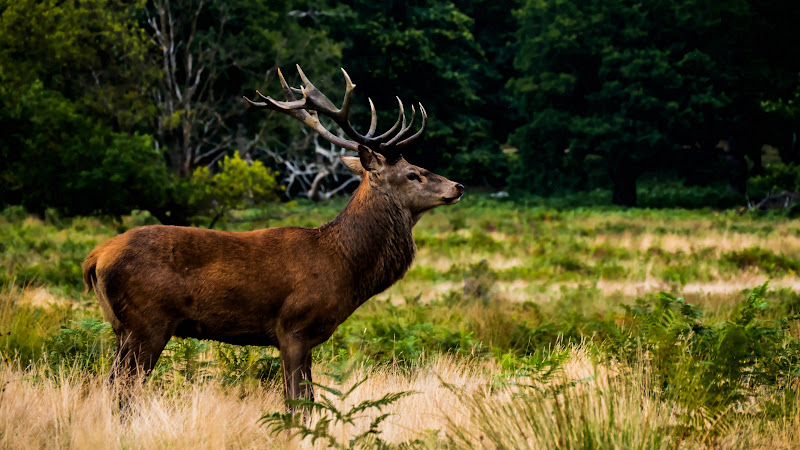 Beautiful Stag