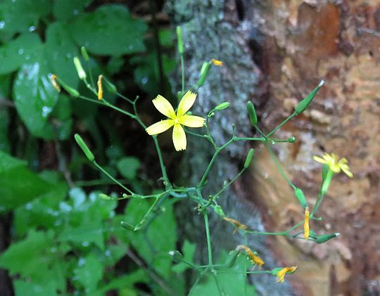 Sałatnik leśny (Mycelis muralis). Sałatnik leśny (Mycelis muralis).