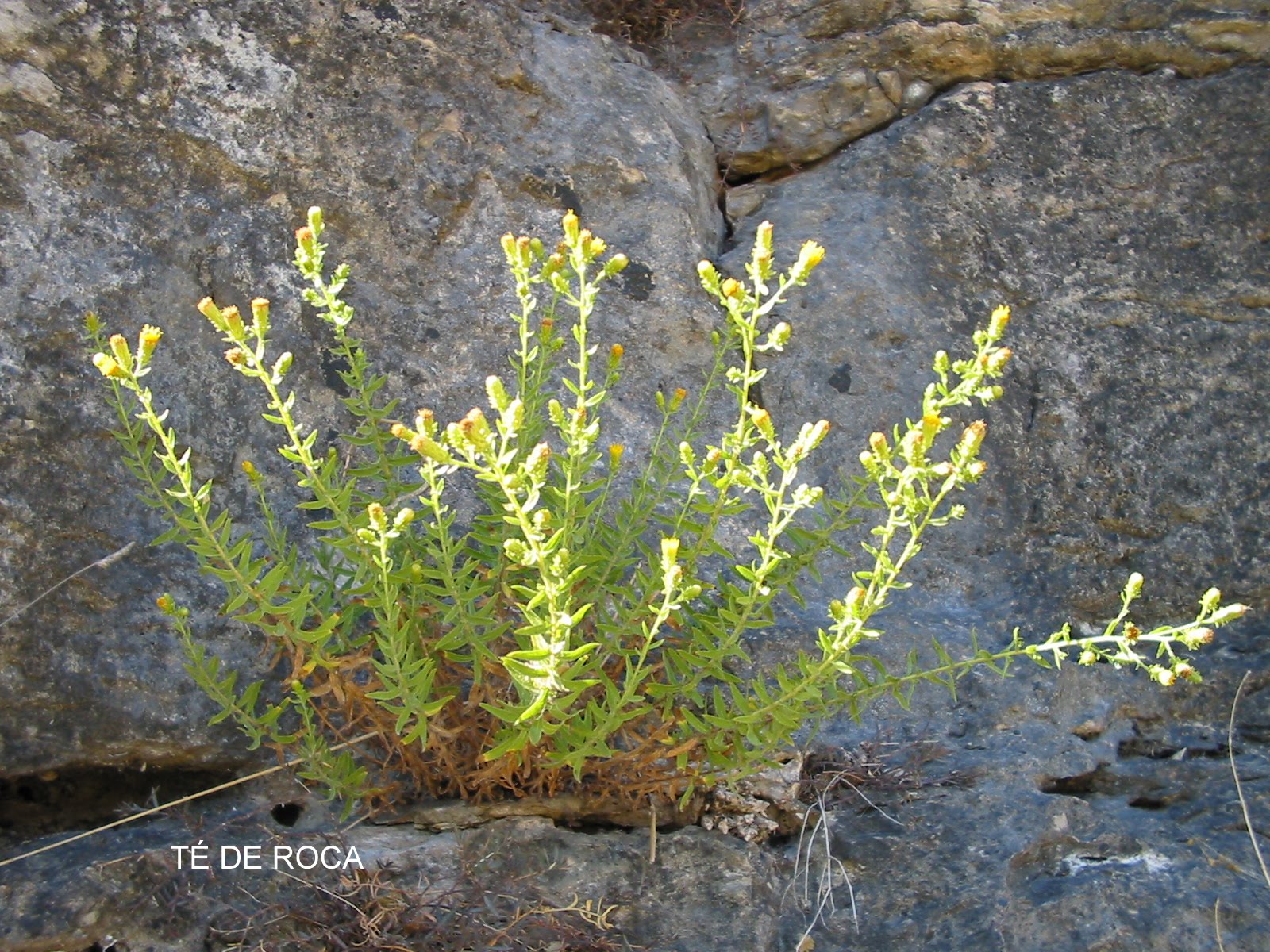 naturconsejos: TÉ DE ROCA (Jasonia glutinosa)