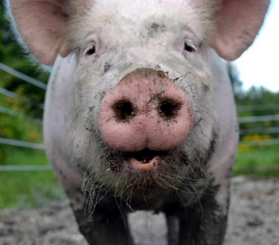 BigSurveyor A Porcine Phenomenon