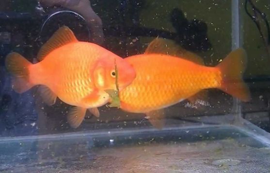 16 Jenis Ikan Komet Yang Musti Sahabat Lihat Jenis Ikan Komet Marigold - Marigold Comet
