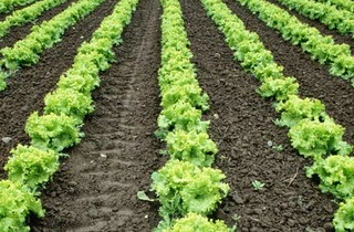 Ведение тепличного бизнеса: Технология выращивания салата на грядке и втеплице.