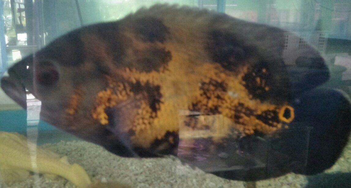 Hobi Ikan Mania Budidaya Ikan Hias Oskar