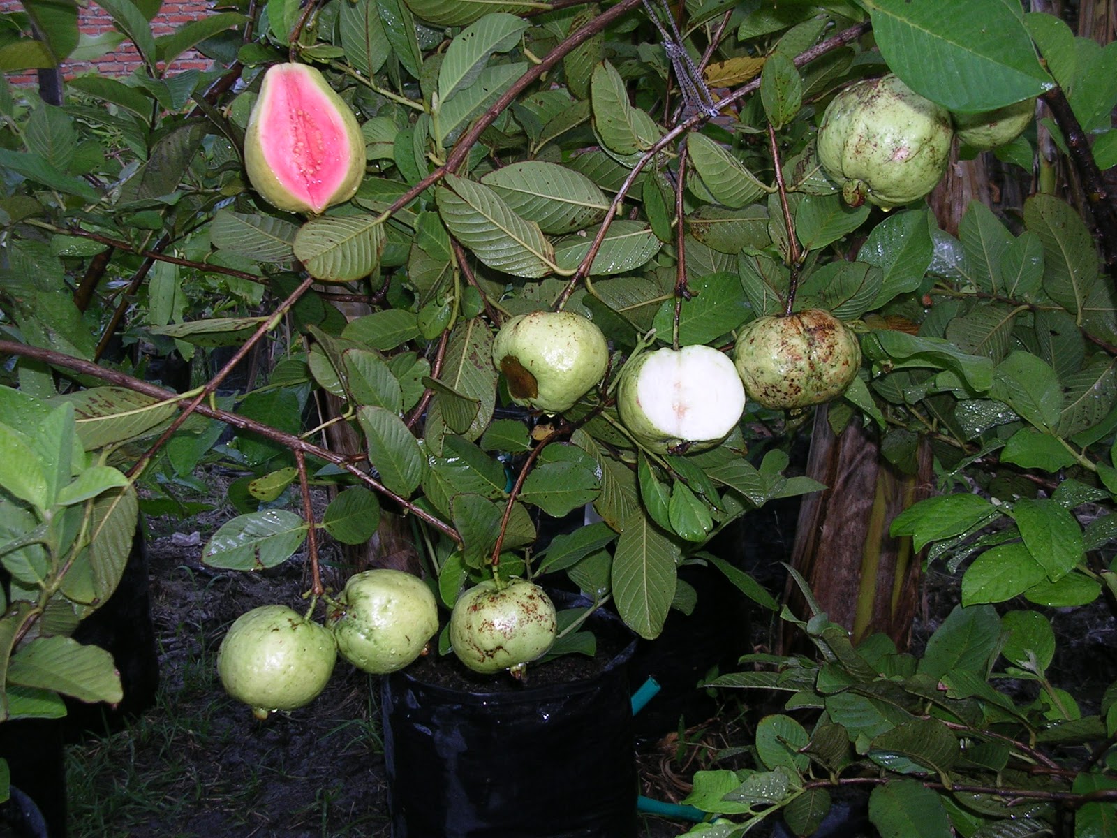 Memilih Pohon Jambu Biji  Kristal Merah Sukun Mutiara 