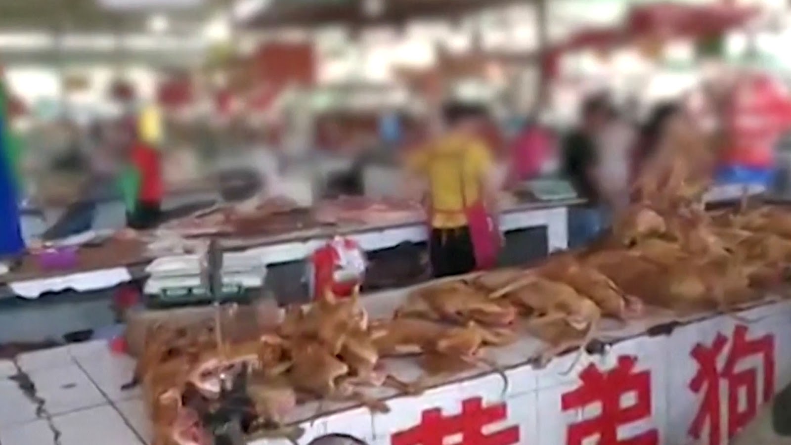 China abrió su feria anual de carne de perro en plena pandemia mundial por coronavirus China abrió su feria anual de carne de perro en plena pandemia mundial por coronavirus