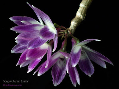 Orquídea Dendrobium victoria-reginae