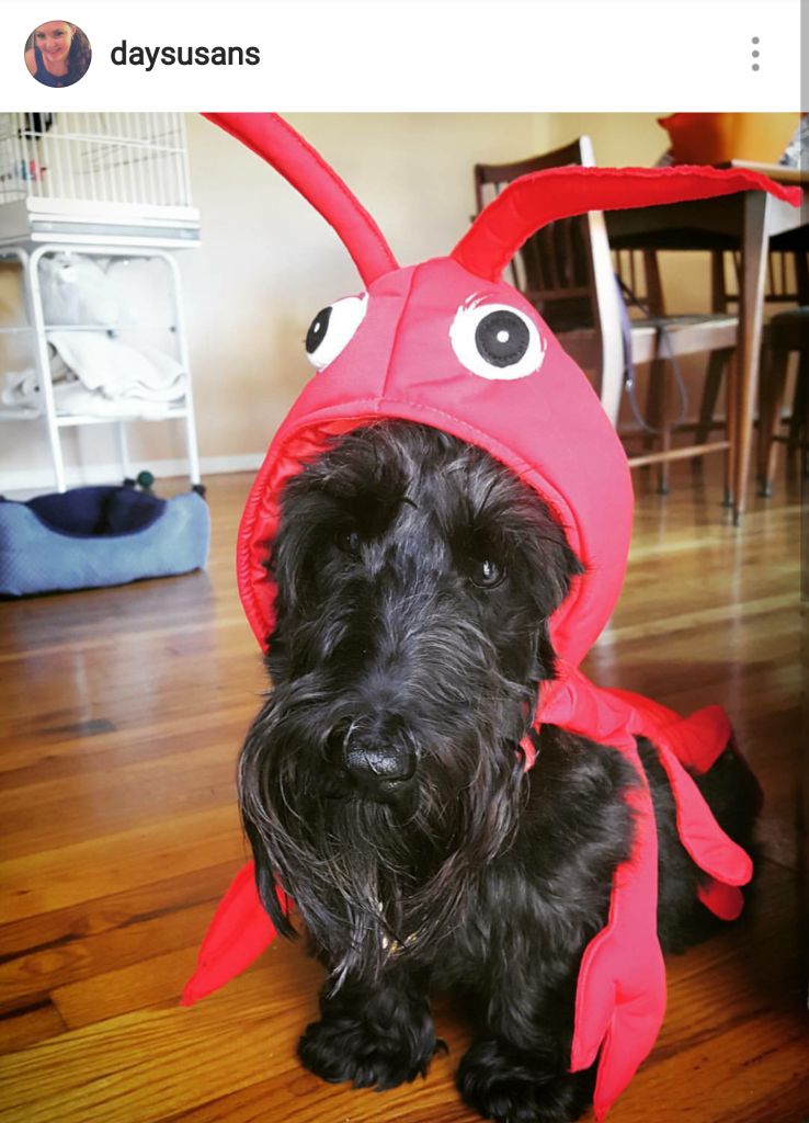 Scottie Mom 15 Scottish Terriers Rocking Costumes