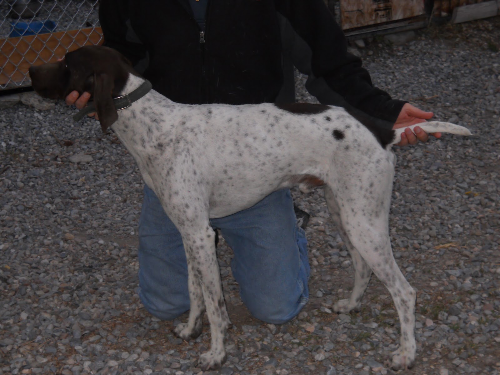 Gunsight Kennels 2012