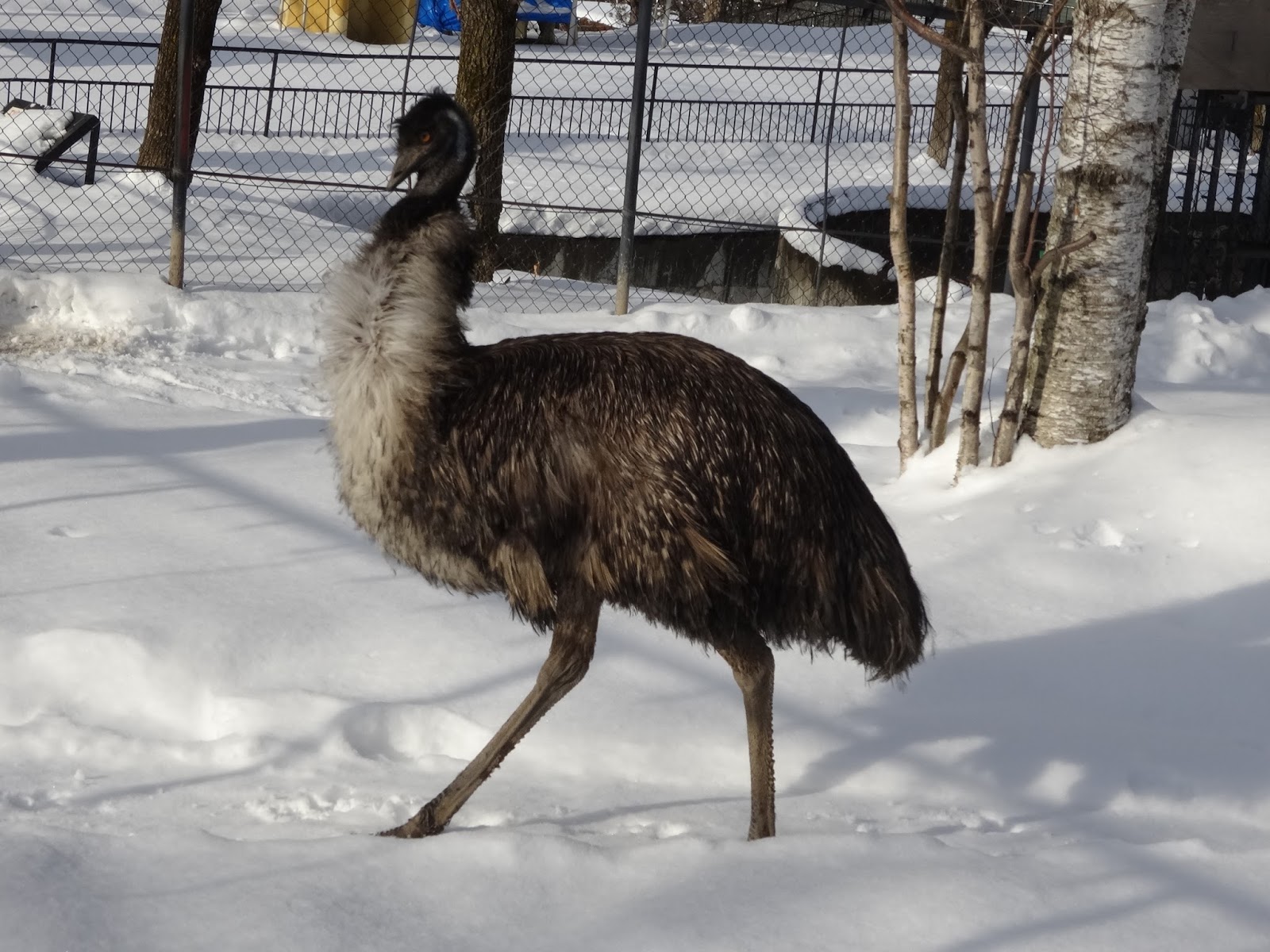 しいくにゅーす エミューが引っ越しました
