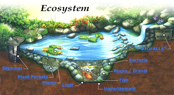 Ekologi dan Ekosistem