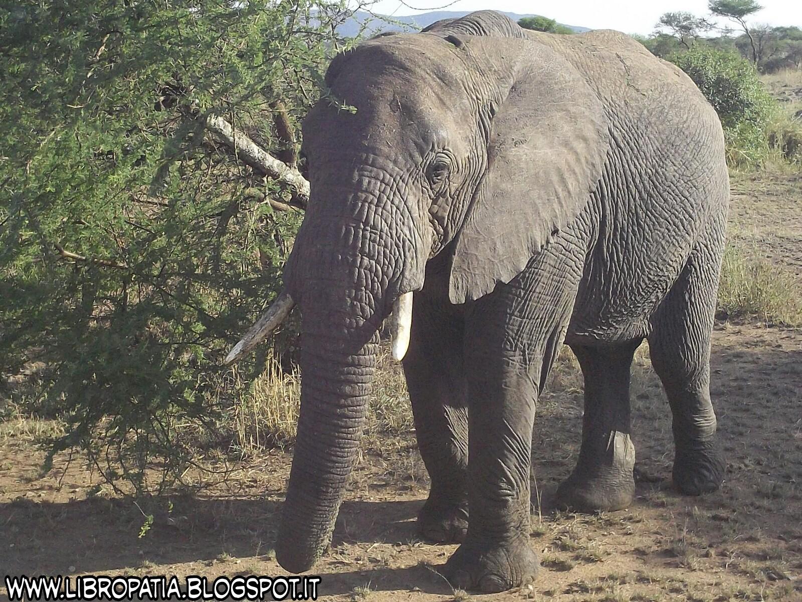 occhiali da sole Serengeti signore Paige