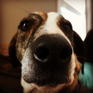 Bella, our mountain cur rescue dog