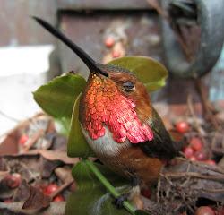 eyelids please hummingbird fly away