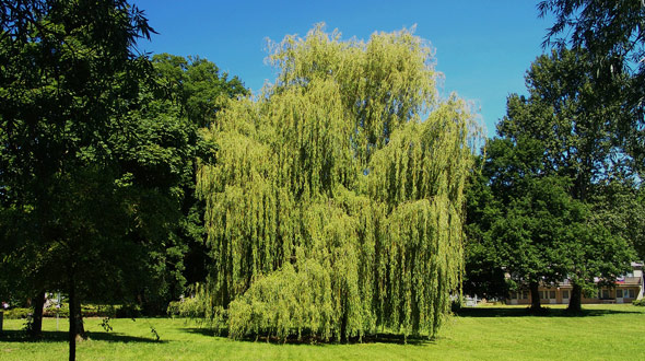 Weeping willow low maintenance tree for your Marietta Ga yard