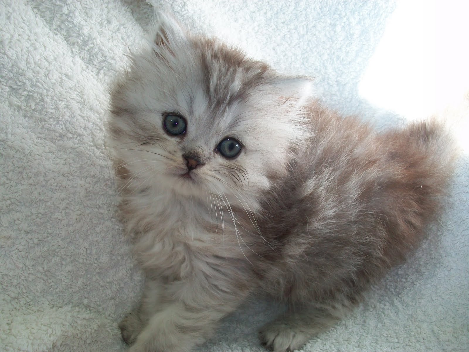Кошка сибирская шиншилла