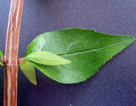 hoja de la abelia vista por el haz
