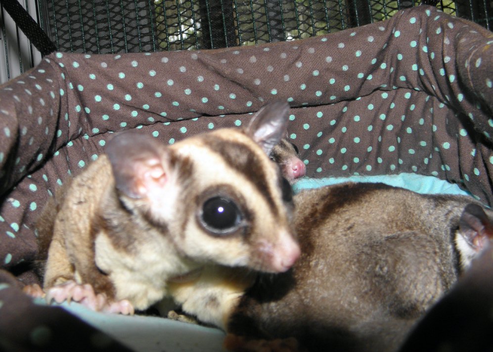 Majical Musings Fun facts about Sugar Gliders