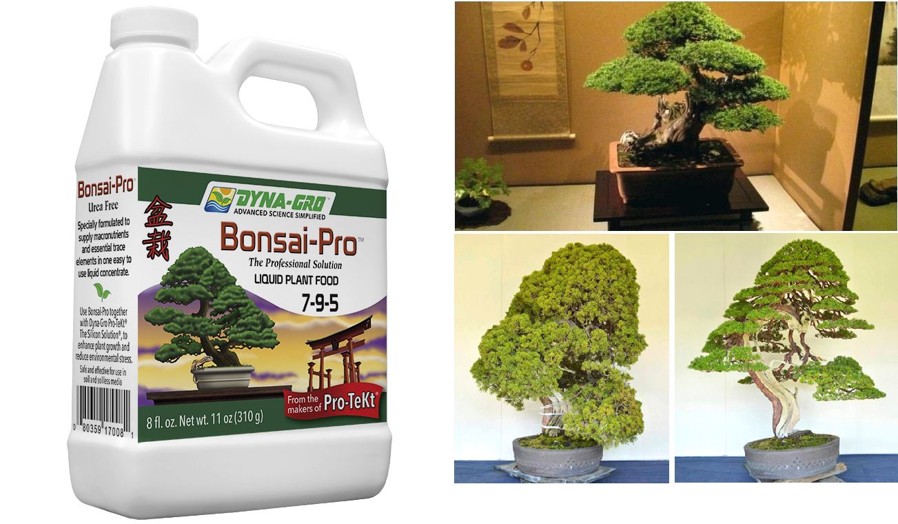 World of Bonsai and Gardening