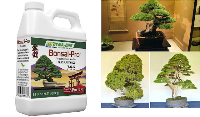 World of Bonsai and Gardening